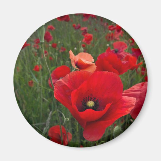Poppy Field Magnet (Vorne)
