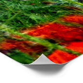 Poppy Field Poster Print (Ecke)
