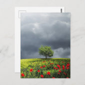 Poppy Field und Cloudy Sky Postkarte (Vorne/Hinten)