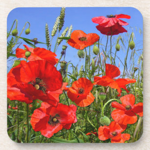 Poppy Field ~ Untersetzer