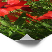 Poppy Fields Canvas Print Poster (Ecke)