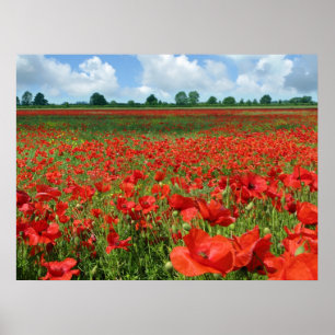 Poppy Fields Canvas Print Poster