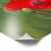 Poppy Fotodruck (Ecke)