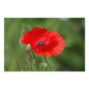 Poppy Fotodruck