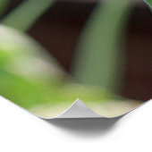 Poppy Kapseln Faltschachtel Poster (Ecke)