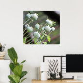 Poppy Kapseln Faltschachtel Poster (Heimbüro)
