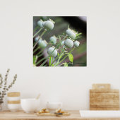 Poppy Kapseln Faltschachtel Poster (Küche)