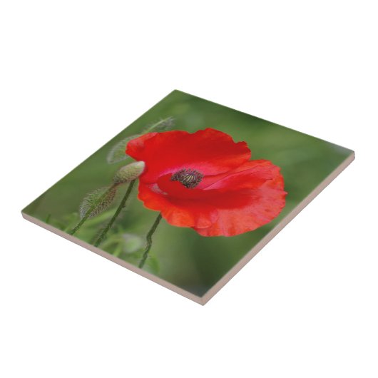 Poppy Keramik Tile Fliese (Seite)