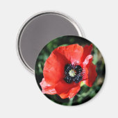 Poppy-Kühlschrankmagnet Magnet (Vorderseite/Rückseite)