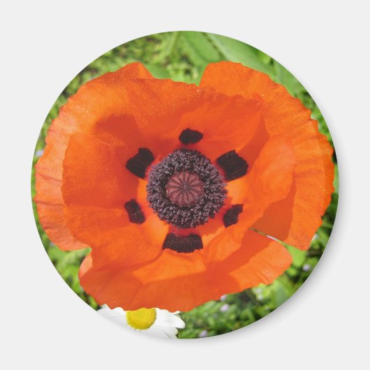 Poppy Magnet (Vorne)