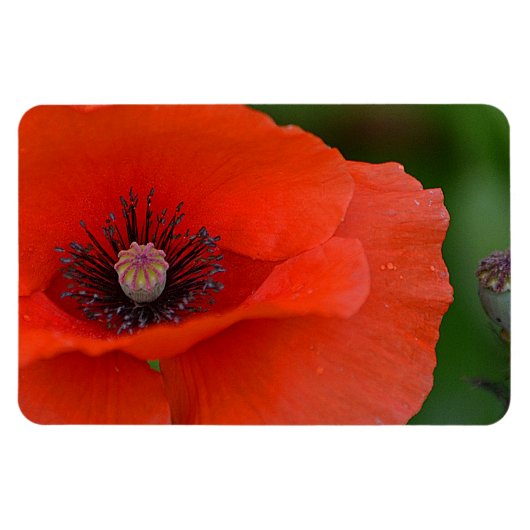 Poppy Magnet (Horizontal)