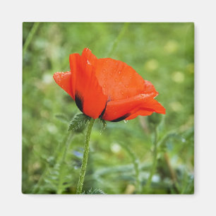 Poppy Magnet