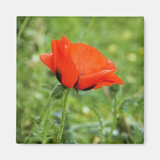 Poppy Magnet (Vorne)