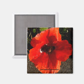 Poppy Magnet (Vorderseite/Rückseite)
