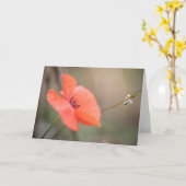 Poppy Nature Foto Karte (Gelbe Blume)