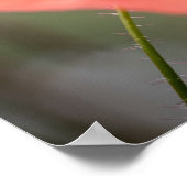 Poppy Nature Foto Poster (Ecke)