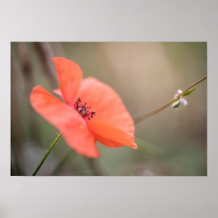Poppy Nature Foto Poster