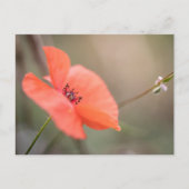 Poppy Nature Foto Postkarte (Vorderseite)