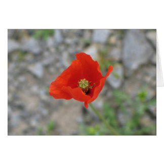 Poppy, Newgrange, Nordirland
