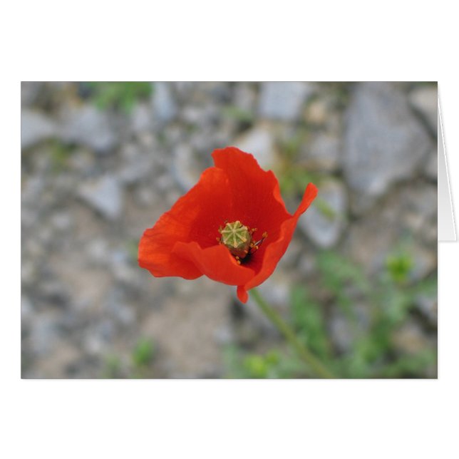 Poppy, Newgrange, Nordirland (Vorderseite (Horizontal))