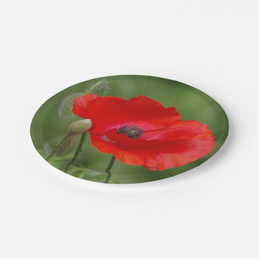 Poppy Paper-Teller Pappteller (Schrägansicht)