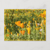Poppy Patch Postkarte (Vorderseite)