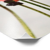 Poppy Picture Fotodruck (Ecke)