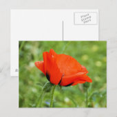 Poppy Postcard Postkarte (Vorne/Hinten)