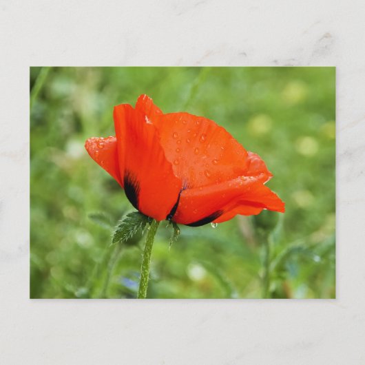 Poppy Postcard Postkarte (Vorderseite)