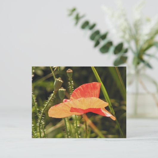Poppy Postcard Postkarte (Stehend Vorderseite)