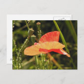 Poppy Postcard Postkarte (Vorne/Hinten)