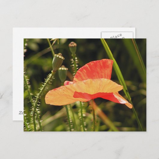 Poppy Postcard Postkarte (Vorne/Hinten)