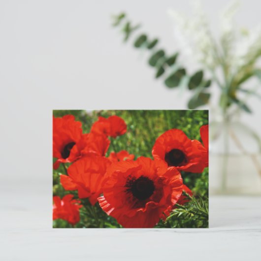 Poppy Postcard Postkarte (Stehend Vorderseite)