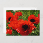 Poppy Postcard Postkarte (Vorne/Hinten)