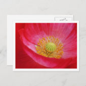 Poppy Postcard Postkarte (Vorne/Hinten)