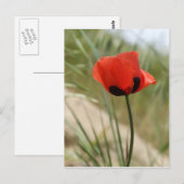 Poppy Postcard Postkarte (Vorne/Hinten)
