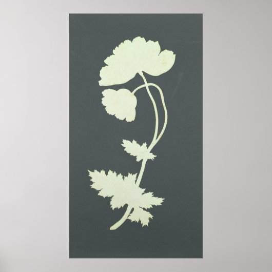 Poppy Poster (Vorne)