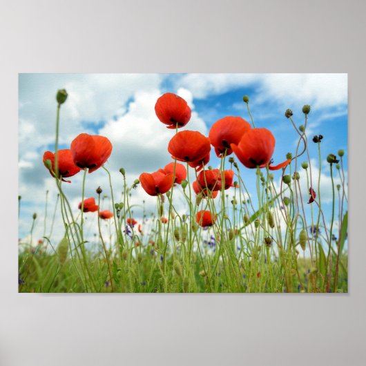 Poppy Poster (Vorne)