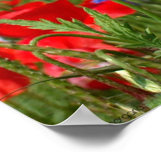 Poppy Poster (Ecke)