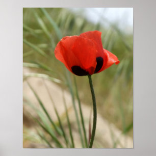 Poppy Poster