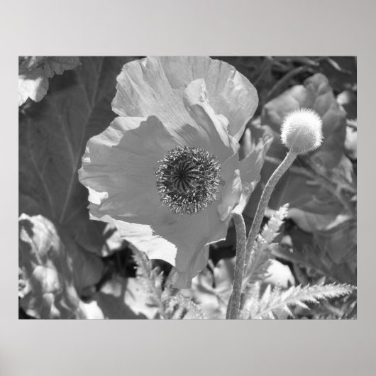 Poppy Poster (Vorne)