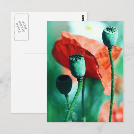 Poppy Postkarte (Vorne/Hinten)
