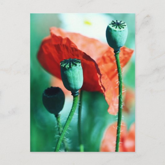 Poppy Postkarte (Vorderseite)