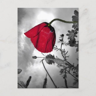 Poppy Postkarte