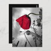 Poppy Postkarte (Vorne/Hinten)
