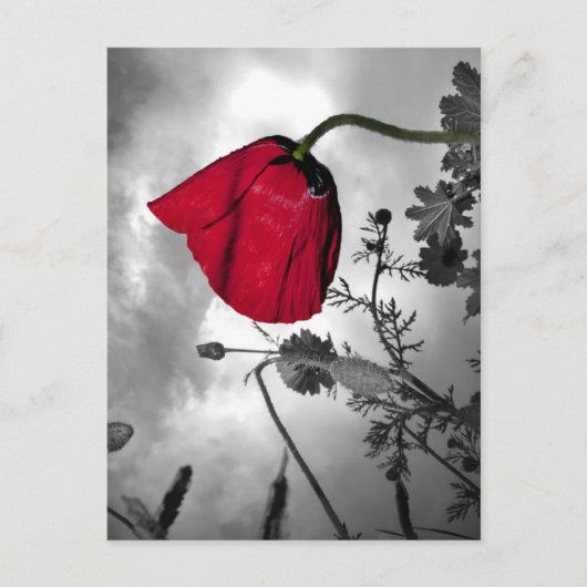Poppy Postkarte (Vorderseite)
