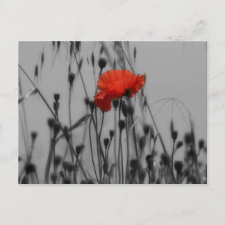 Poppy Postkarte