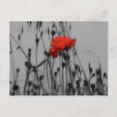 Poppy Postkarte (Vorderseite)