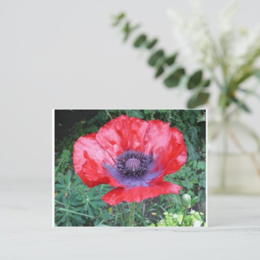 Poppy Postkarte (Stehend Vorderseite)