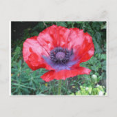 Poppy Postkarte (Vorderseite)